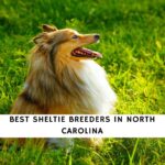 Sheltie Breeders in North Carolina