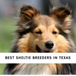 Sheltie Breeders in Texas