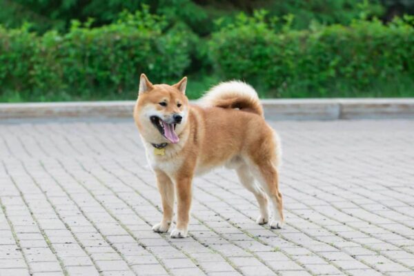 7 Sickle Tail Dog Breeds With Pictures