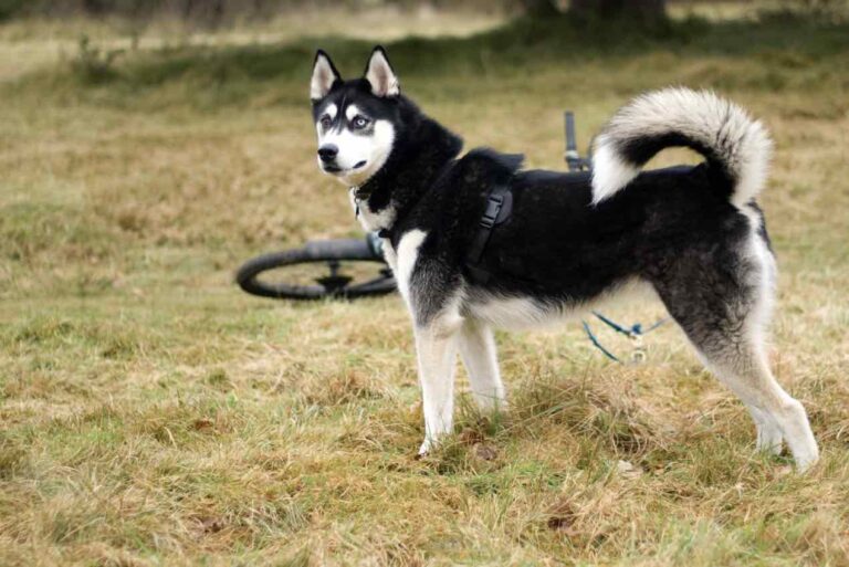 7 Sickle Tail Dog Breeds With Pictures