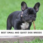 Small and Quiet Dog Breeds