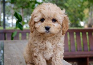 how much do cavoodle puppies cost