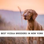Vizsla Breeders in New York
