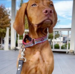 Vizsla Puppies For Sale in Texas