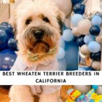 Wheaten Terrier Breeders in California