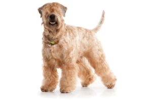 Wheaten Terrier Puppies For Sale in California