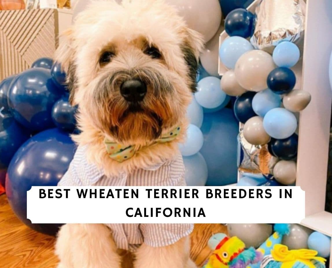 Wheaten Terrier Breeders in California