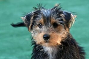 Yorkie's Appearance