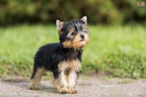 Yorkie vs Yorkie Poo's Cost