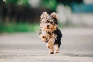 Maltipoo vs Yorkie Poo Size