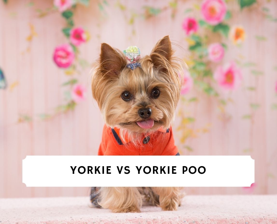 do yorkies have different sizes