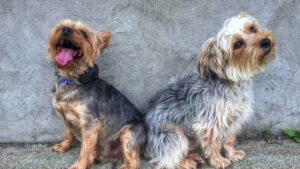 About The Yorkie Dog Breed