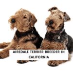 Airedale Terrier Breeder In California