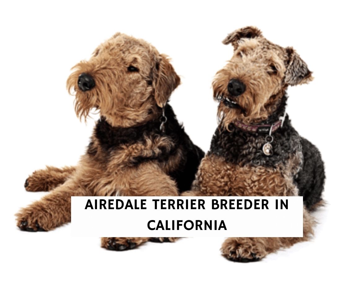 are airedales good pets