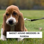 Basset Hounds Breeders in Florida!