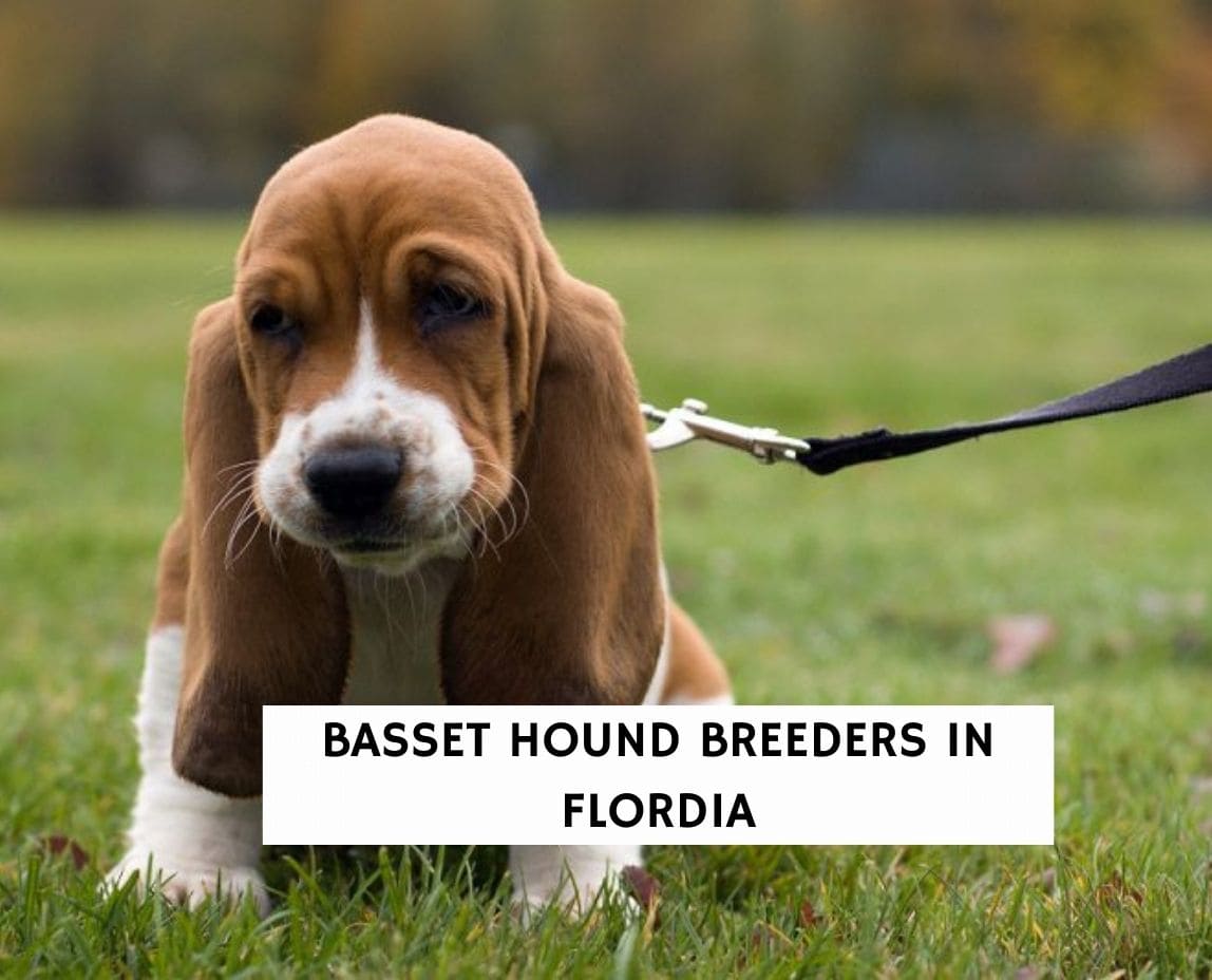 are euro basset hounds healthy