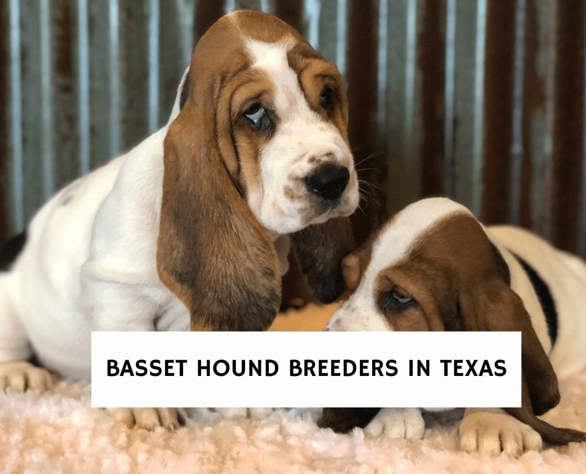 is there a miniature basset hound breed