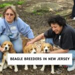 Beagle Breeders in New Jersey