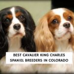 Best Cavalier King Charles Spaniel Breeders in Colorado