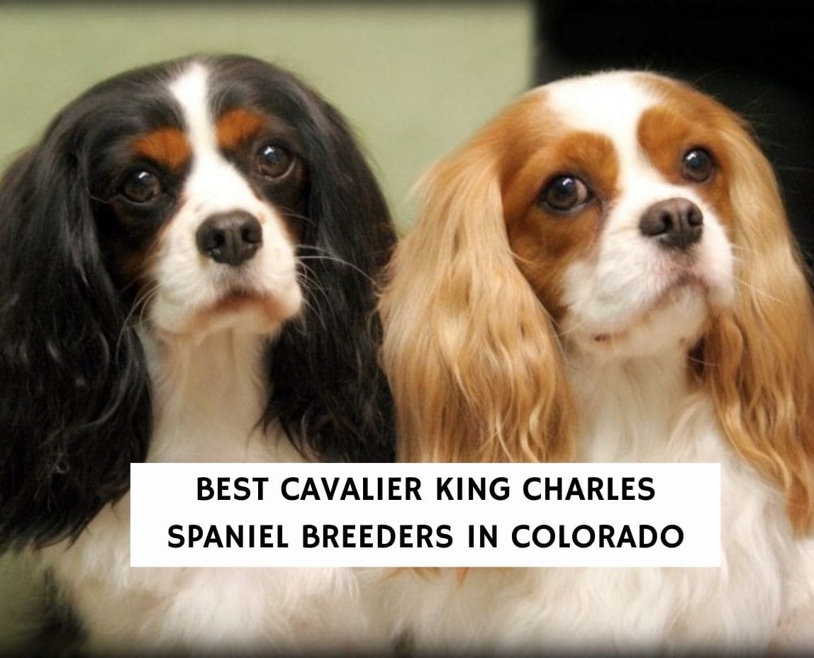 how many litters can a cavalier king charles spaniel have