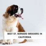 Best St. Bernard Breeders in California