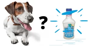 are by products bad for dogs