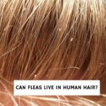 Can Fleas Live in Human Hair?