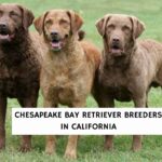 Chesapeake Bay Retriever Breeder In California