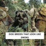 Dog Breeds that Look Like Ewoks