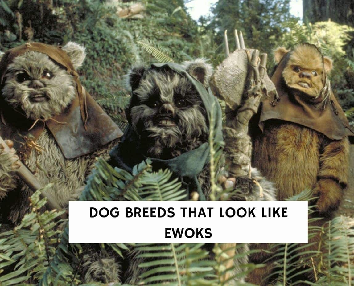 what breed of dog looks like an ewok