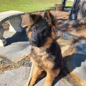 how much to feed 8 week old german shepherd puppy