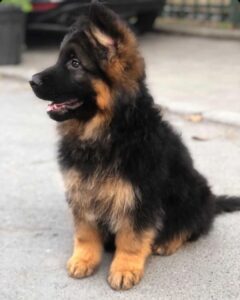 german shepherd feeding chart