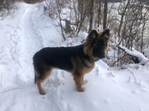 how much to feed 8 week old german shepherd puppy