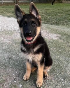 how much should a german shepherd puppy eat