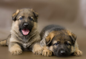 8 week old german shepherd puppy food amount