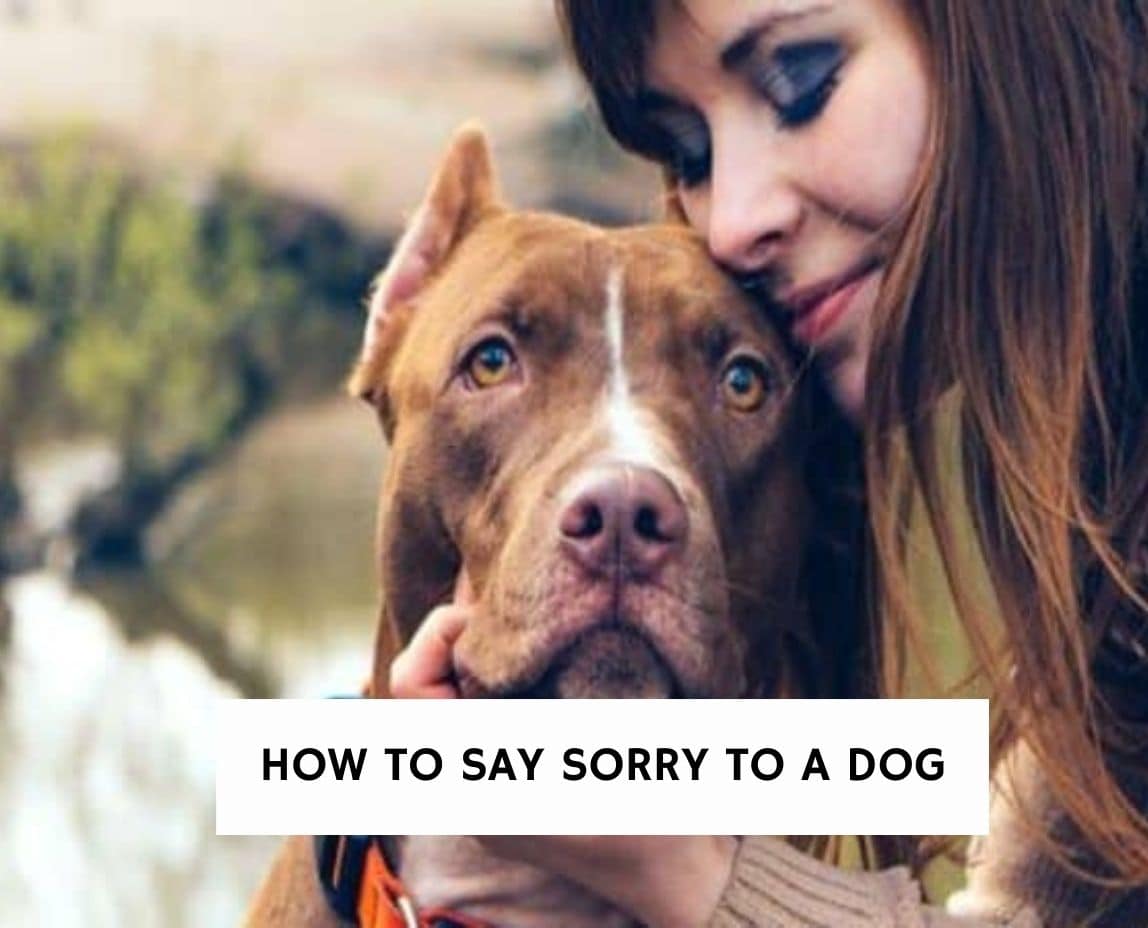 how do you say sorry in dog language