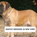 Mastiff Breeders In New York