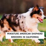 Miniature American Shepherd Breeders in California