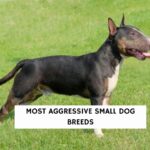 Most Aggressive Small Dog Breeds