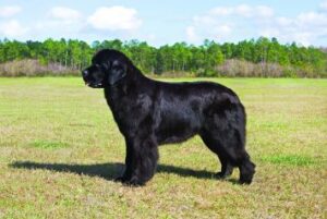 Newfoundland Puppies For Sale in California