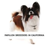 Papillon Breeders In California