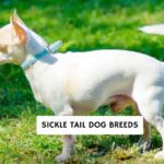 Sickle Tail Dog Breeds