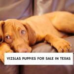 Vizslas Puppies for Sale in Texas