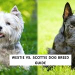 Westie vs Scottie Dog Breed Guide