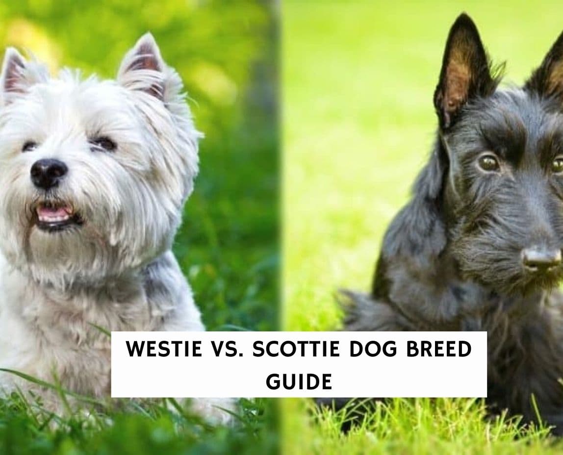 can you get white scottie dogs