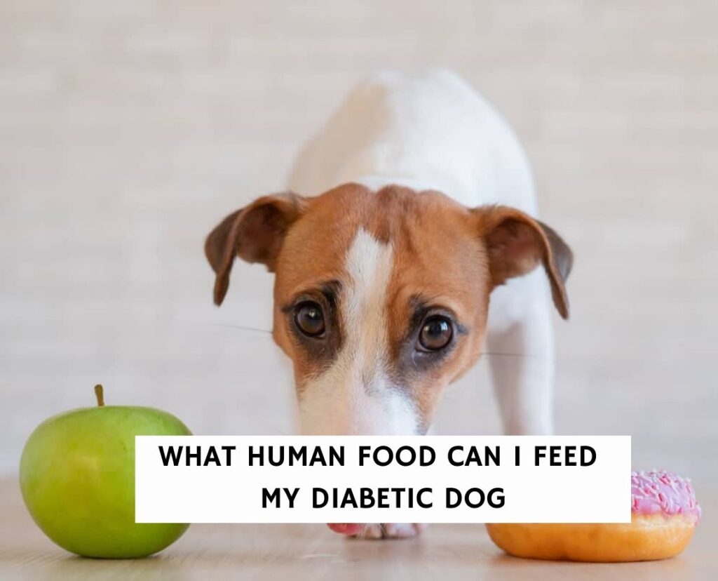 What Food Can I Feed My Diabetic Dog To Gain Weight