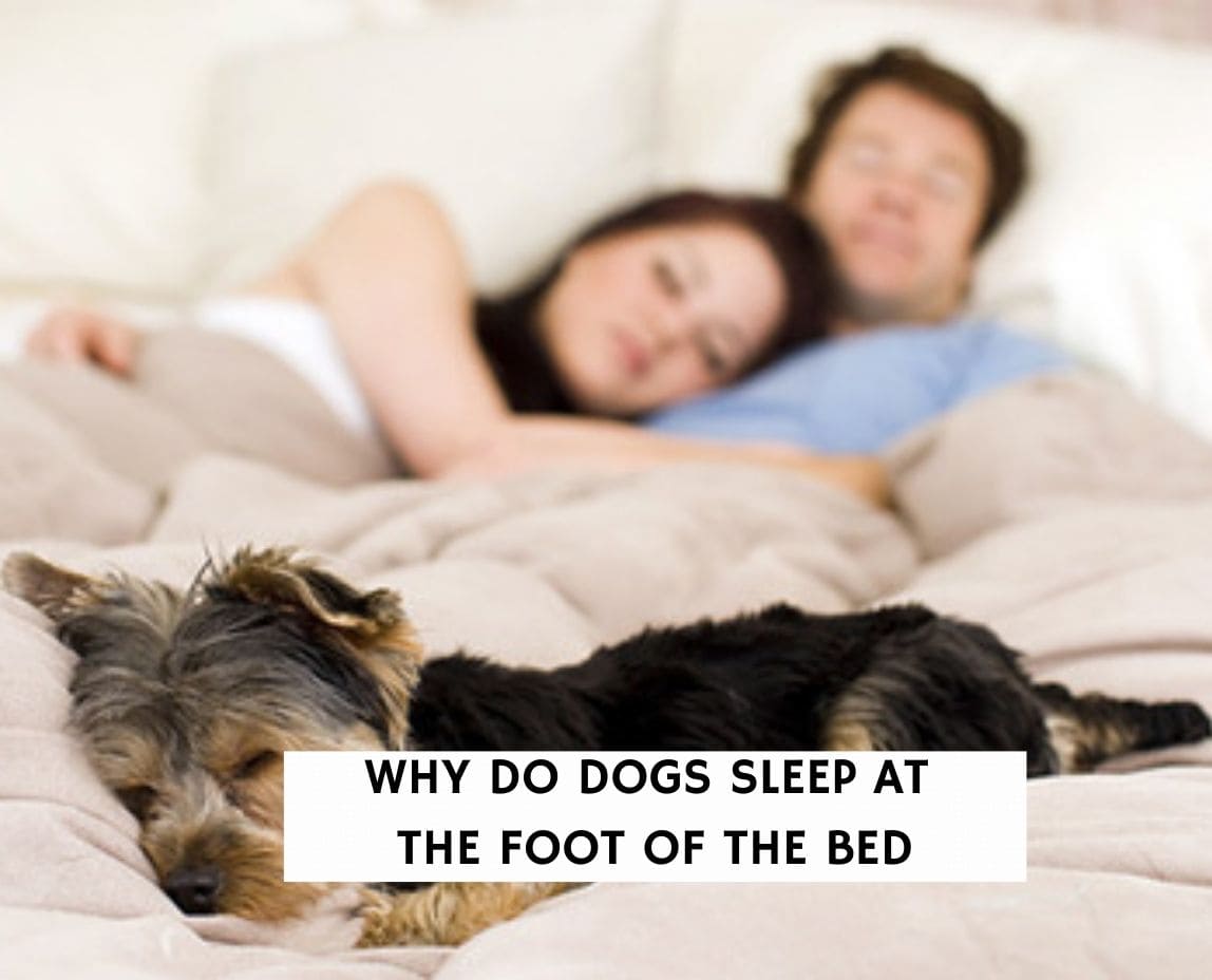 do dogs like sleeping on beds