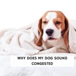 Why Does My Dog Sound Congested?