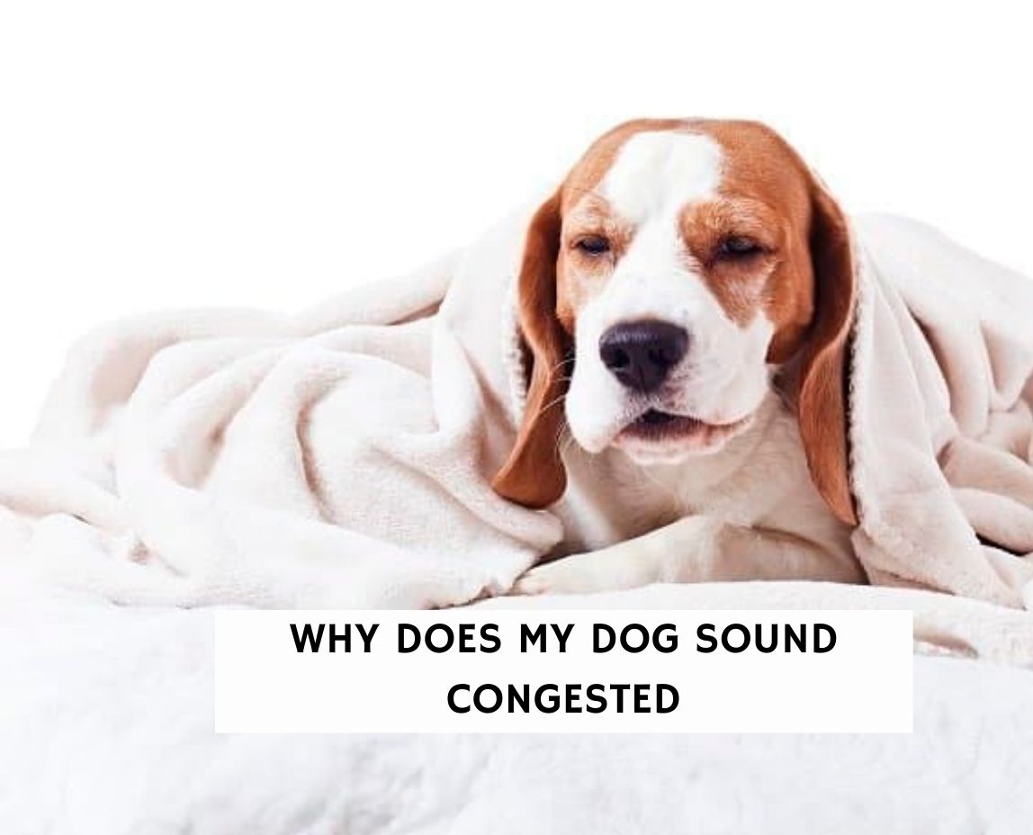 what sounds do dogs make