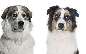 are great pyrenees australian shepherd mix guard dogs